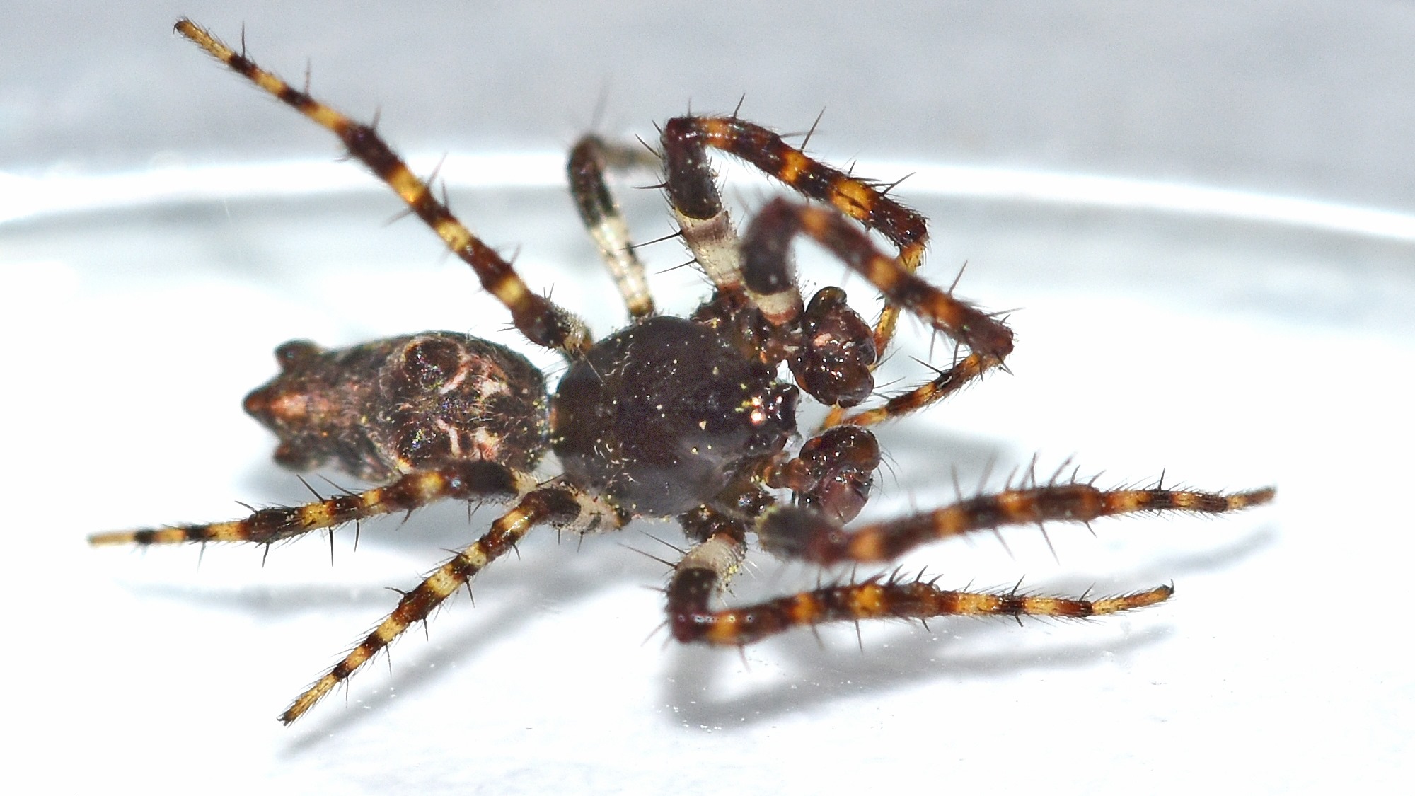 Cyclosa oculata - mediterrán csúcsos-keresztespók