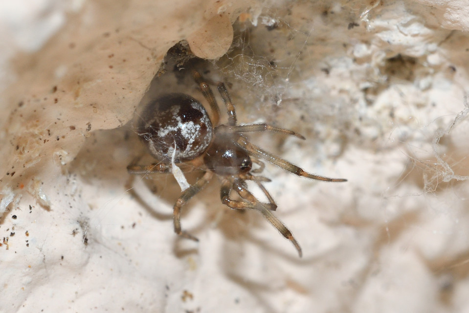 Steatoda triangulosa - háromszöges faggyúpók