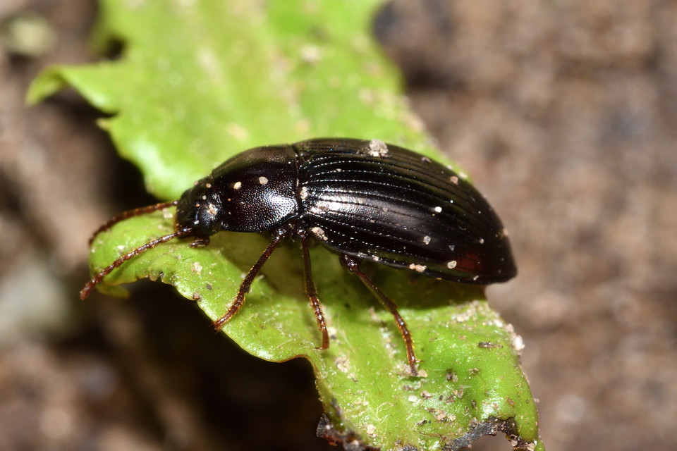 Nalassus dermestoides - rövidszárnyú gyászbogár