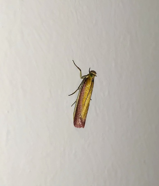 Oncocera semirubella - lucernamoly