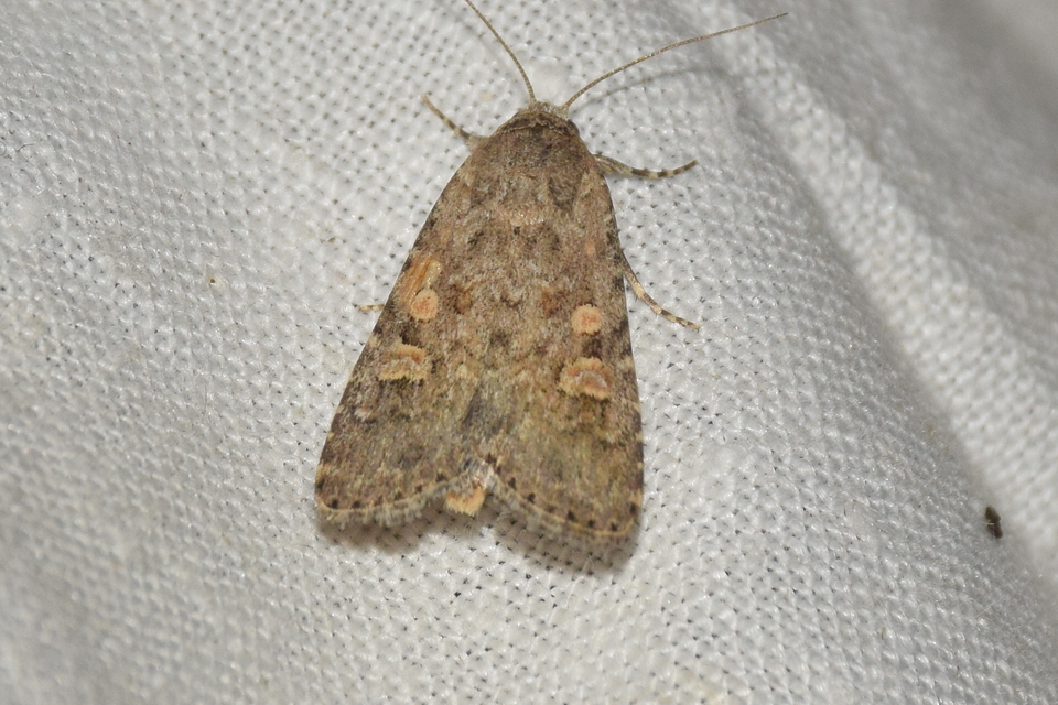 Spodoptera exigua - apró jegyesbagoly