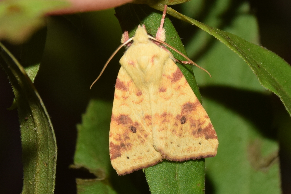 Cirrhia icteritia - nyárfa-sárgabagoly