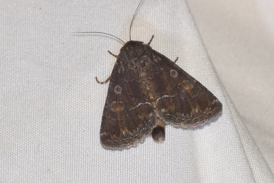 Thalpophila matura - fakó erdeibagoly