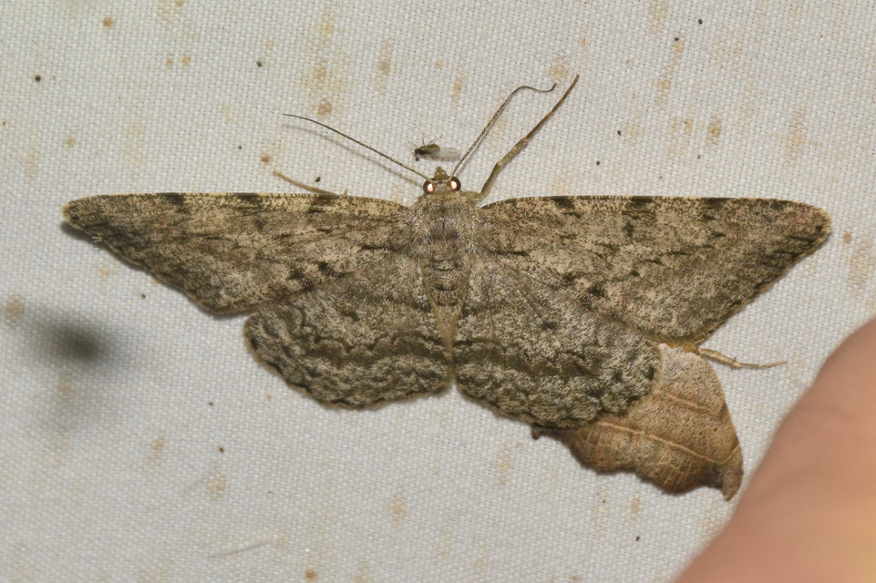 Hypomecis roboraria - nagy tölgyfaaraszoló