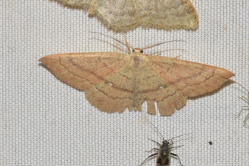 Cyclophora linearia - vonalas pettyesaraszoló