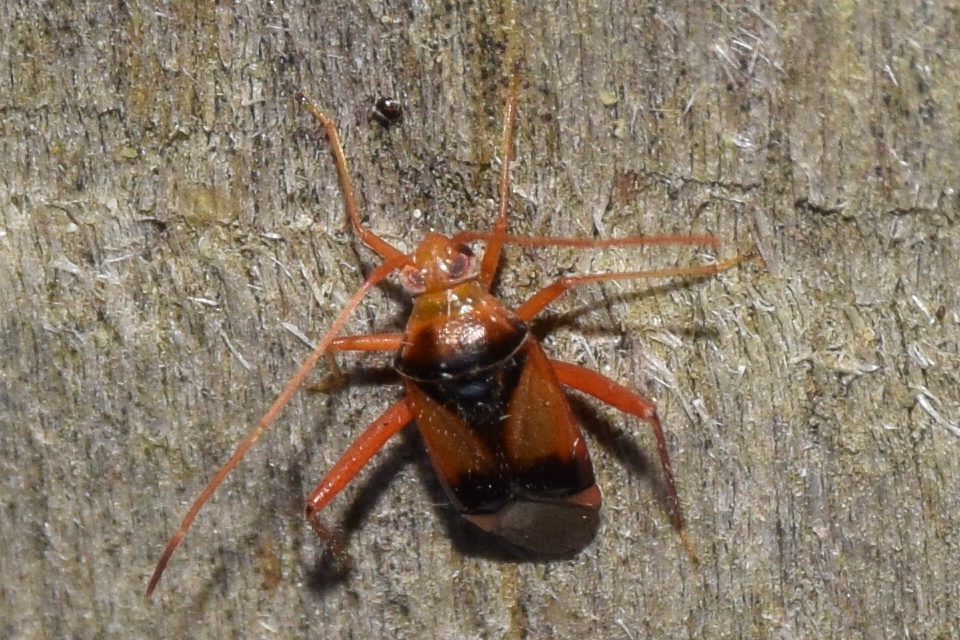 Megacoelum