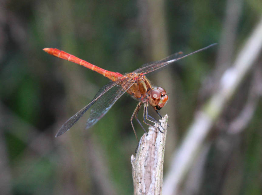 Sympetrum meridionale - fakó katona-szitakötő