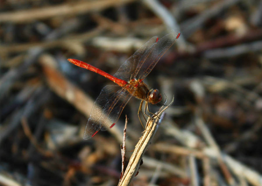 Sympetrum meridionale - fakó katona-szitakötő