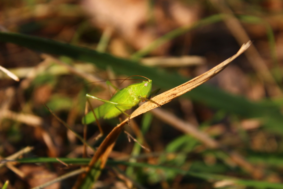 Ruspolia nitidula - nagy kúpfejűszöcske