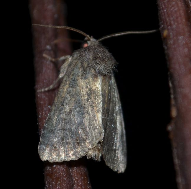 Thalpophila matura - fakó erdeibagoly