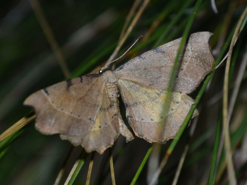 Artiora evonymaria - kecskerágó-araszoló