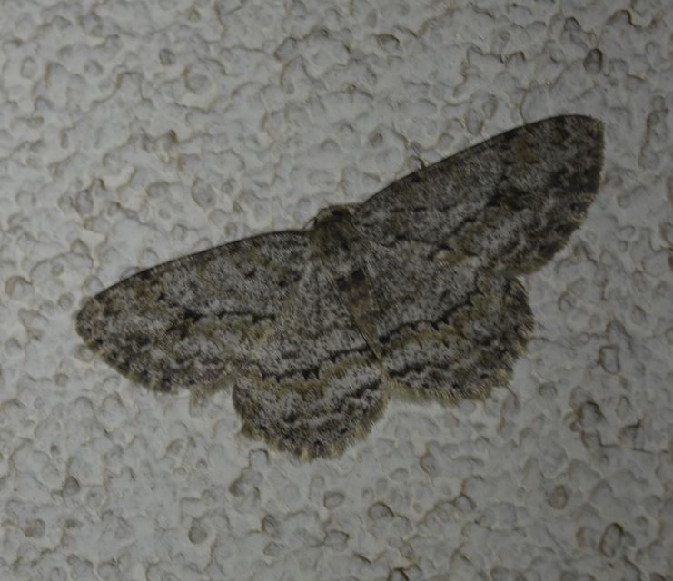 Ectropis crepuscularia - avararaszoló