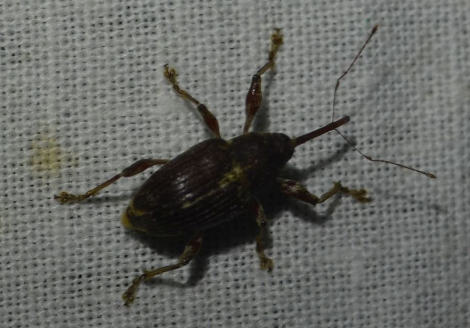 Curculio elephas - gesztenyezsuzsóka