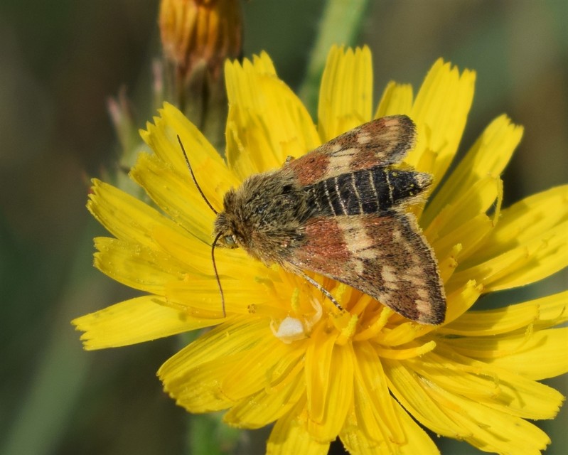 Schinia cardui - keserűgyökér-nappalibagoly