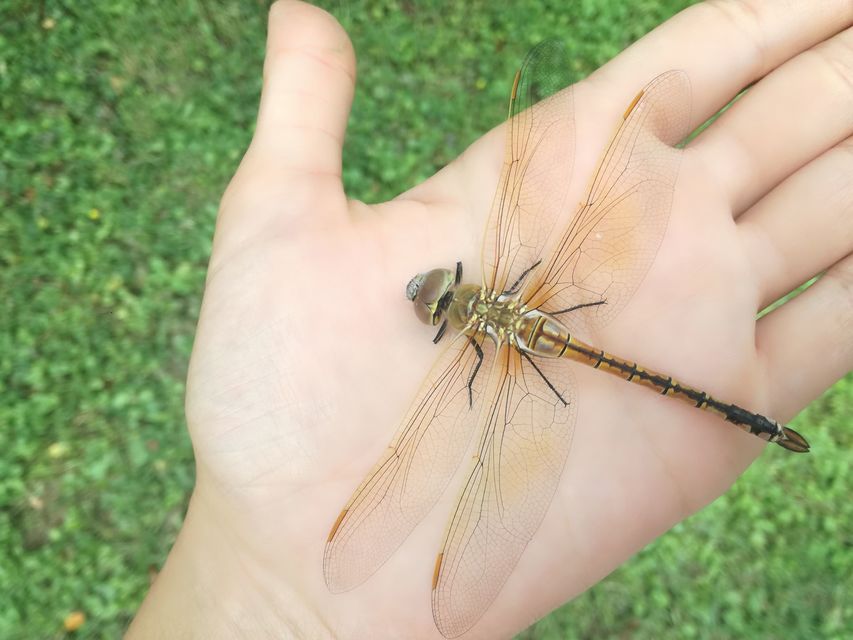 Anax ephippiger - vándor óriásacsa