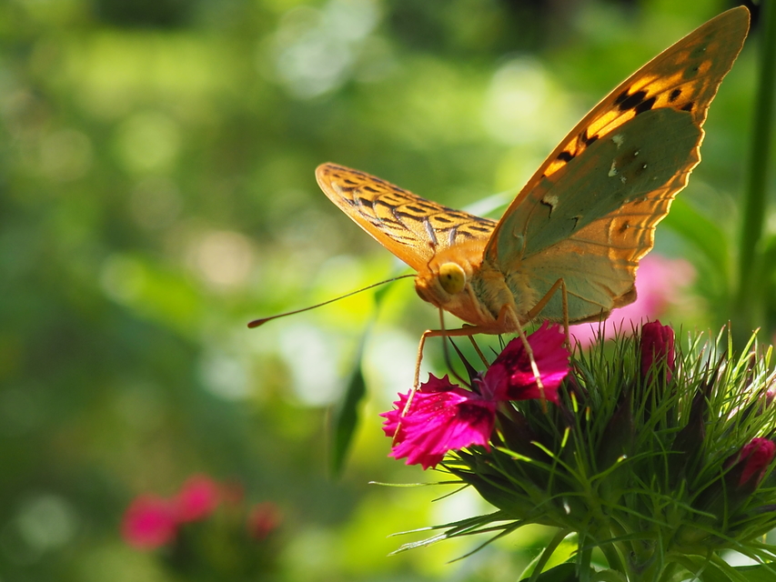 Argynnis pandora - zöldes gyöngyházlepke