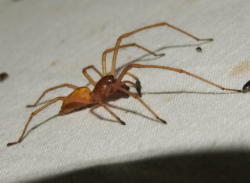 Cheiracanthium punctorium - mérges dajkapók
