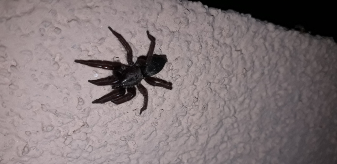 Scotophaeus