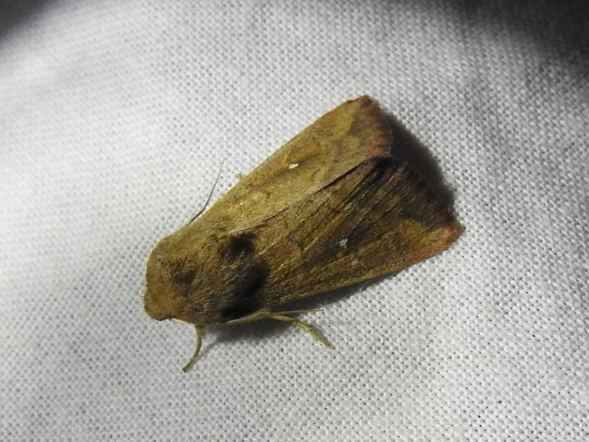 Mythimna albipuncta - fehérpettyes rétibagoly