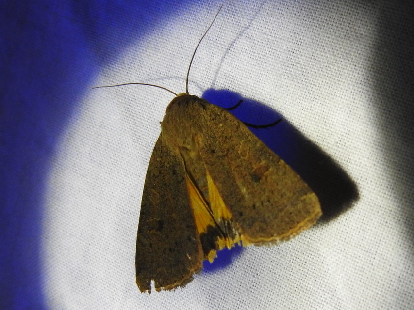 Noctua comes - kis sárgafűbagoly