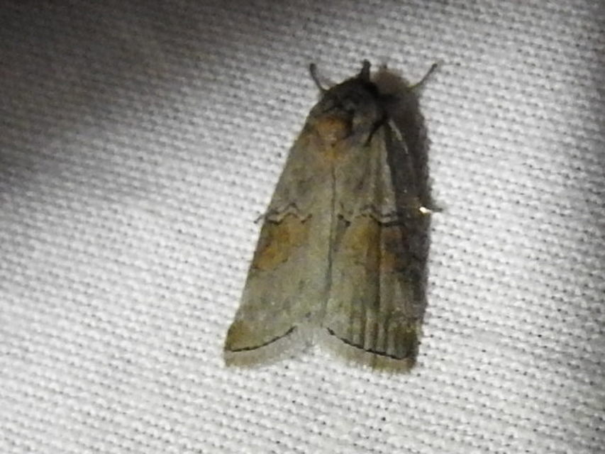Nycteola asiatica - nyárfa-trapézbagoly