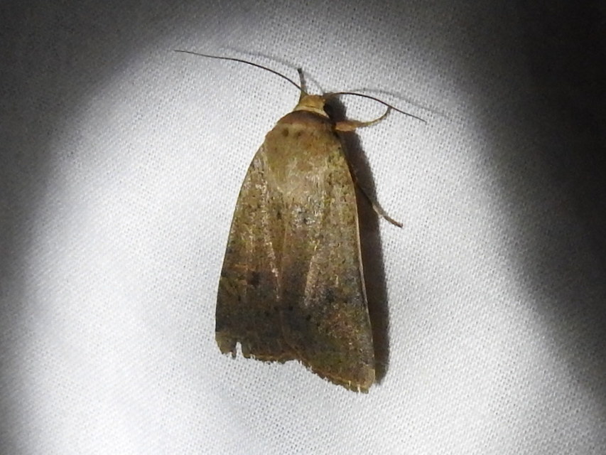 Noctua comes - kis sárgafűbagoly