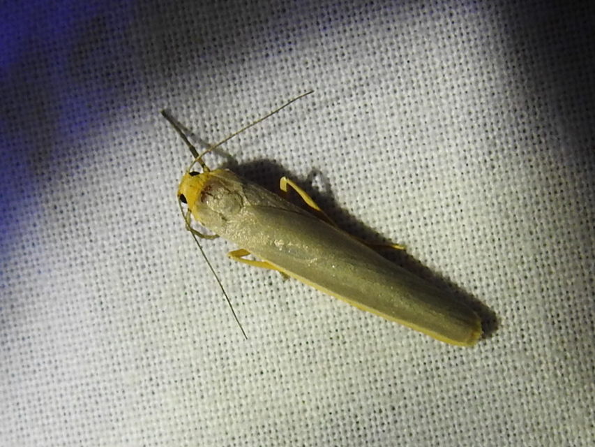 Eilema complana - közönséges zuzmószövő