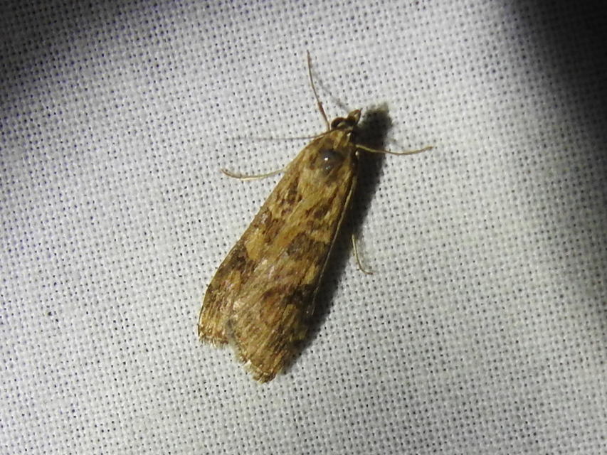 Nomophila noctuella - közönséges vándormoly