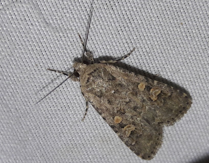 Spodoptera exigua - apró jegyesbagoly