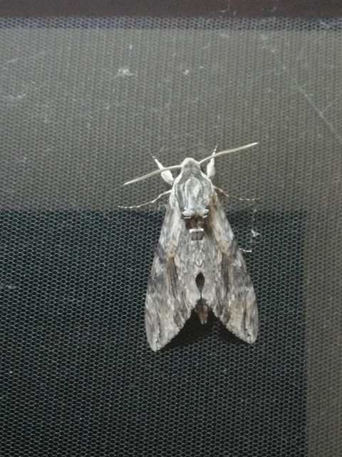 Agrius convolvuli - szulákszender