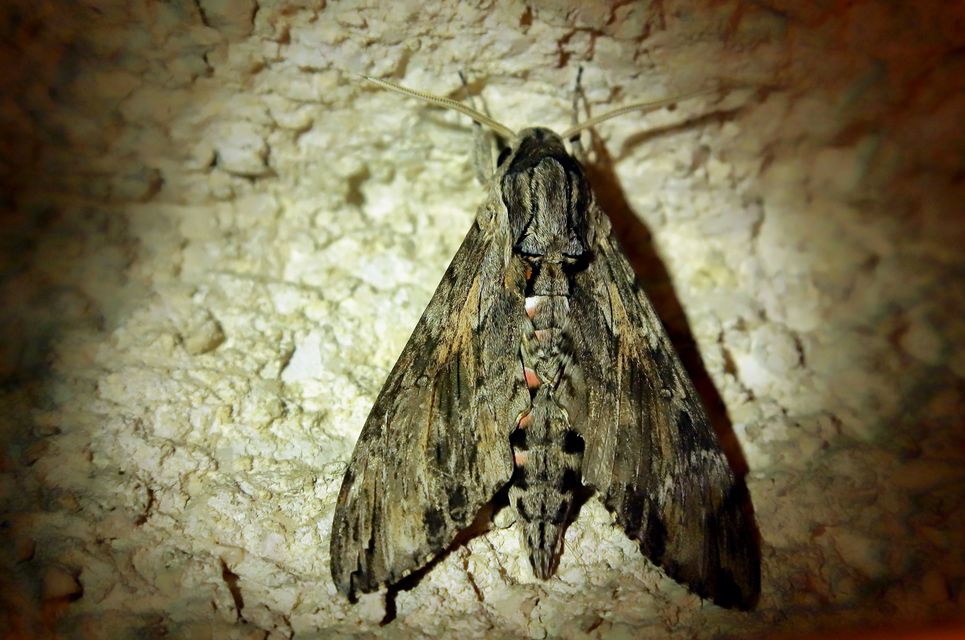 Agrius convolvuli - szulákszender