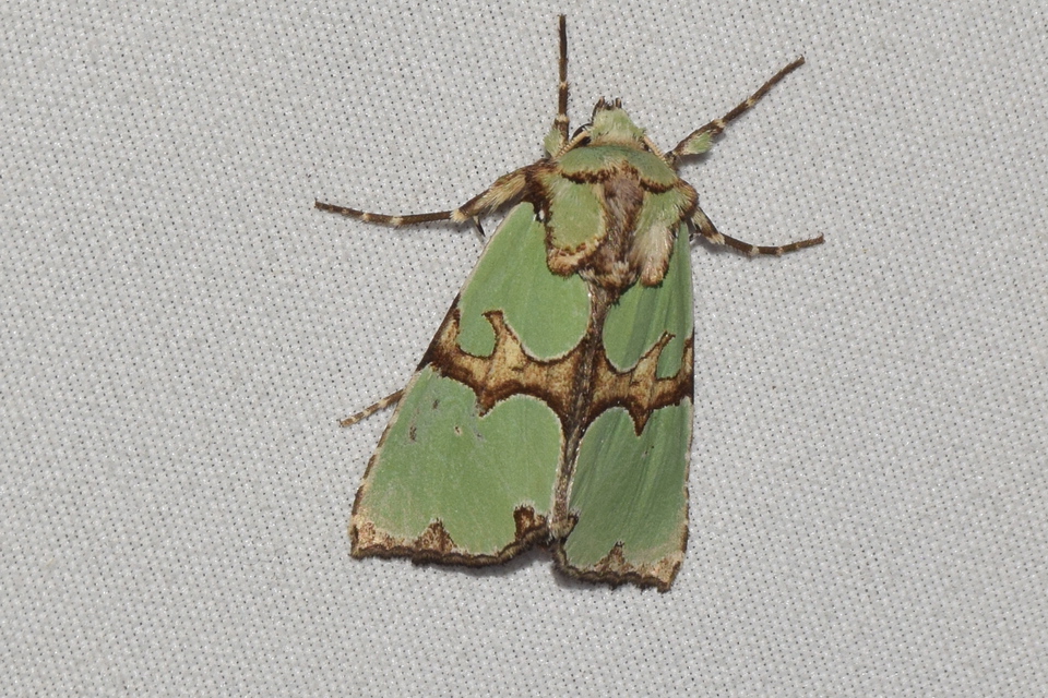 Staurophora celsia - buckabagoly