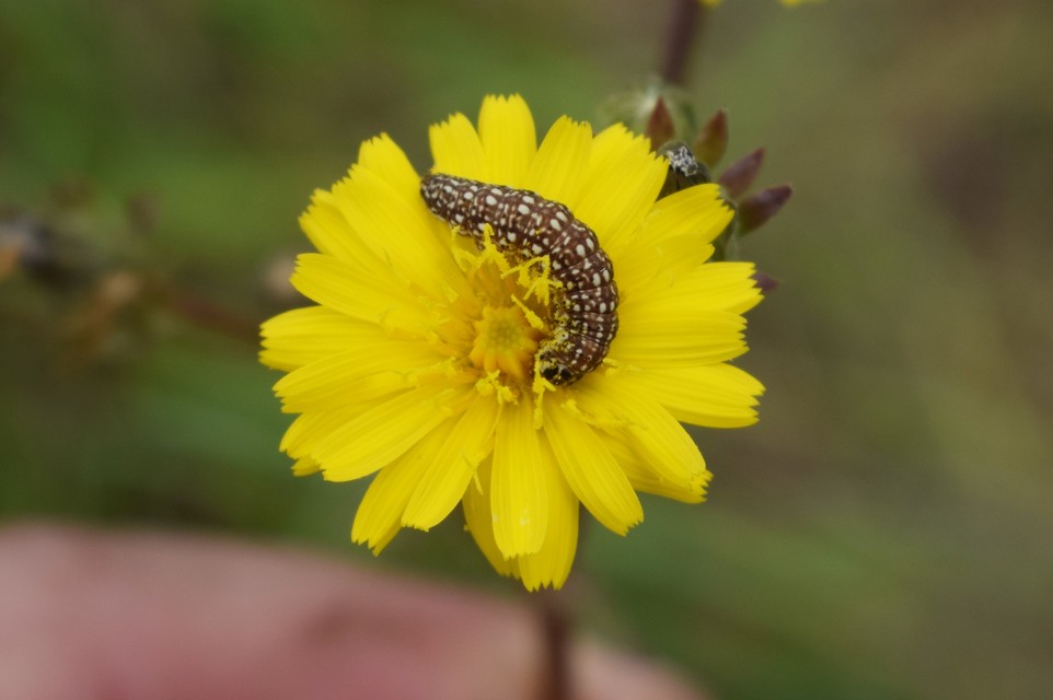 Schinia cardui - keserűgyökér-nappalibagoly