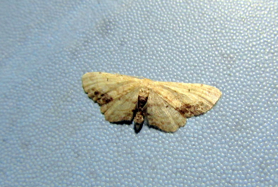 Idaea dimidiata - gyakori apróaraszoló