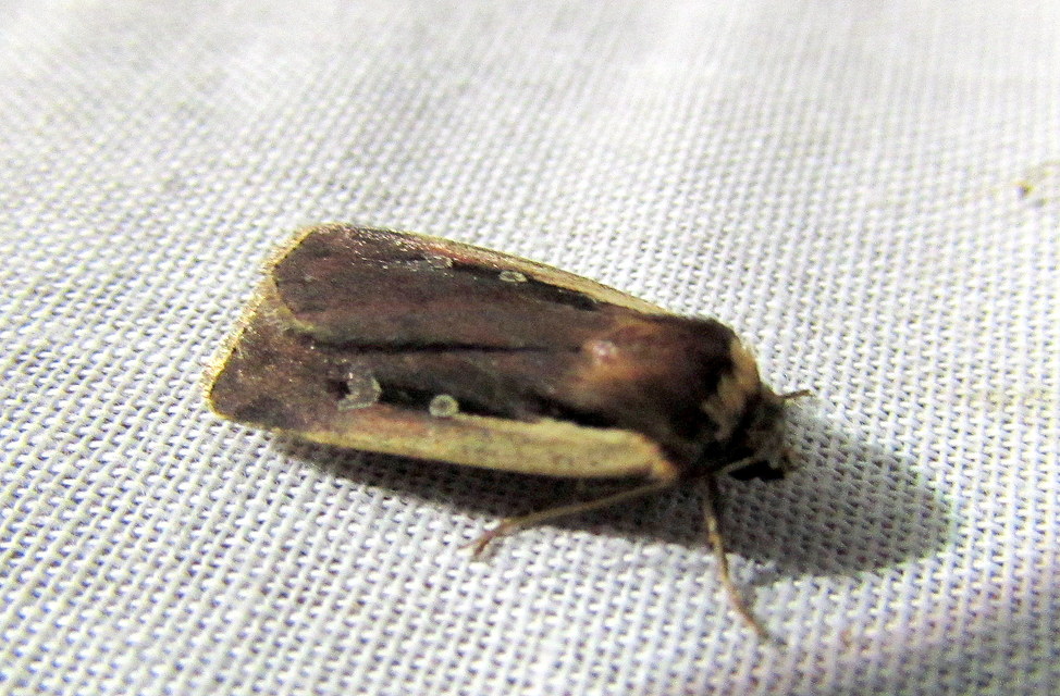 Ochropleura plecta - fehérszegélyű fűbagoly