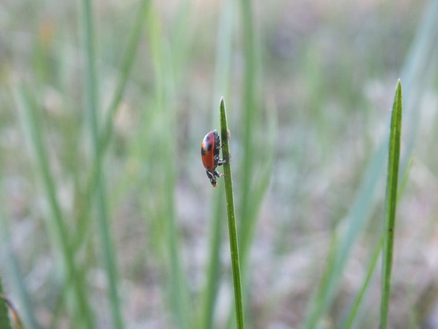 Hippodamia variegata - tizenhárompettyes katica
