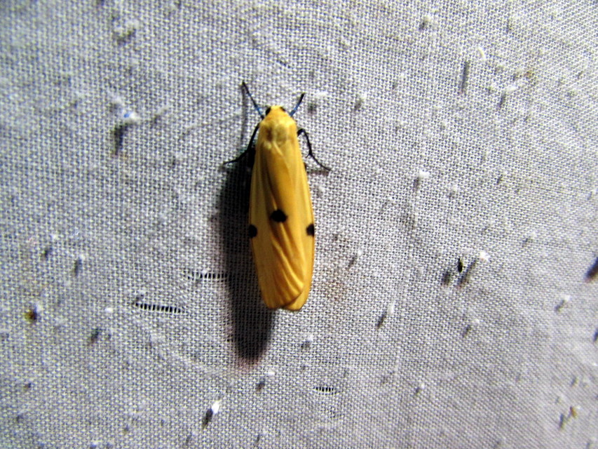 Lithosia quadra - négypettyes zuzmószövő