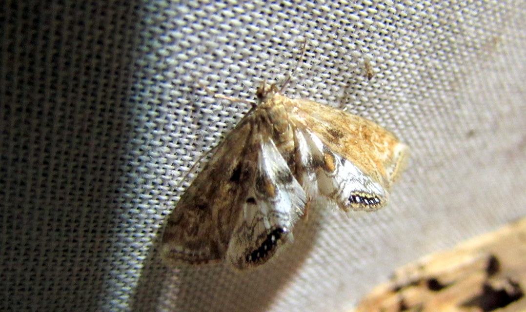Cataclysta lemnata - békalencsemoly