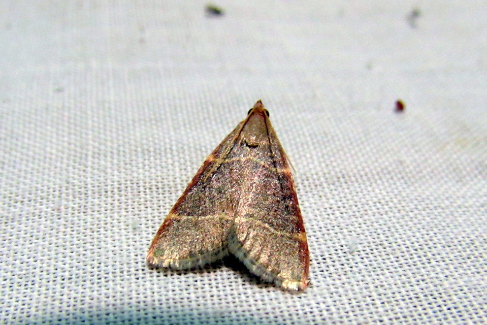 Hypsopygia glaucinalis - rezes fényilonca