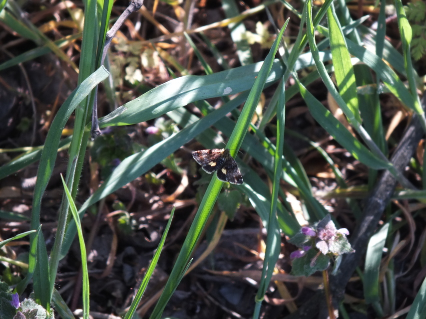 Panemeria tenebrata - apró sárgabagoly
