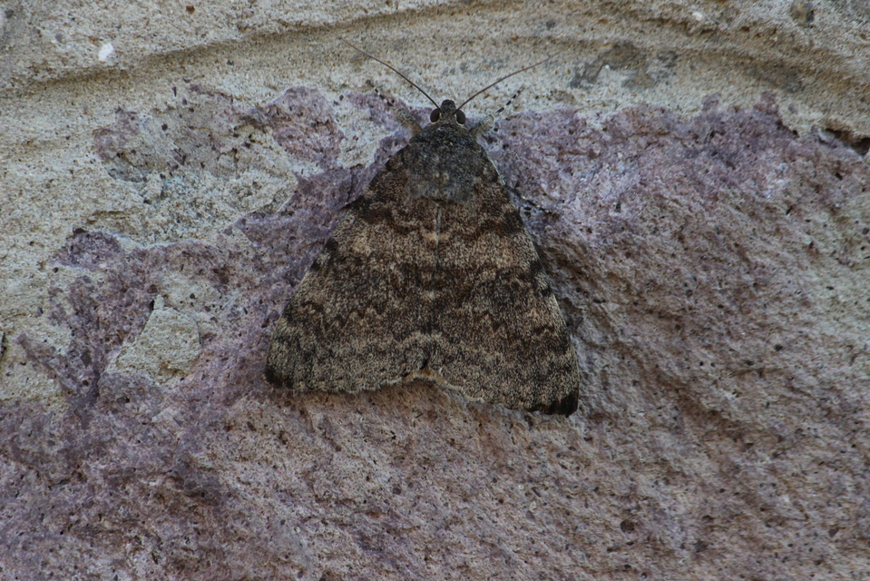 Catocala elocata - közönséges övesbagoly