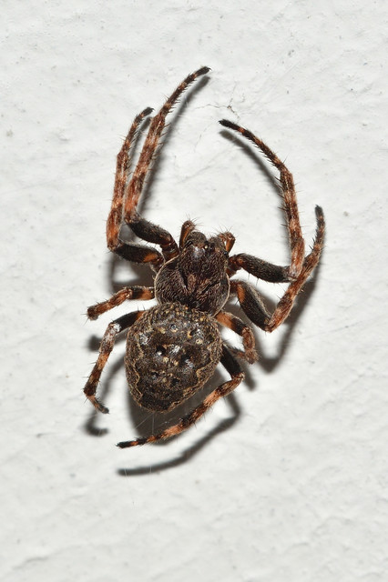 Nuctenea umbratica - közönséges rés-keresztespók