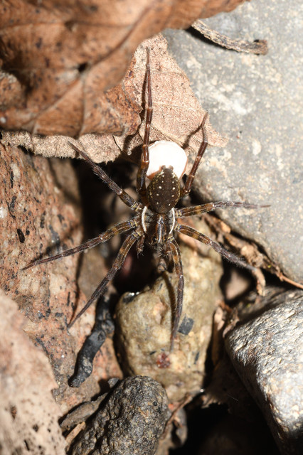 Piratula knorri
