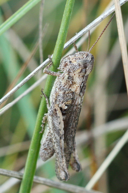 Chorthippus mollis - halk tarlósáska