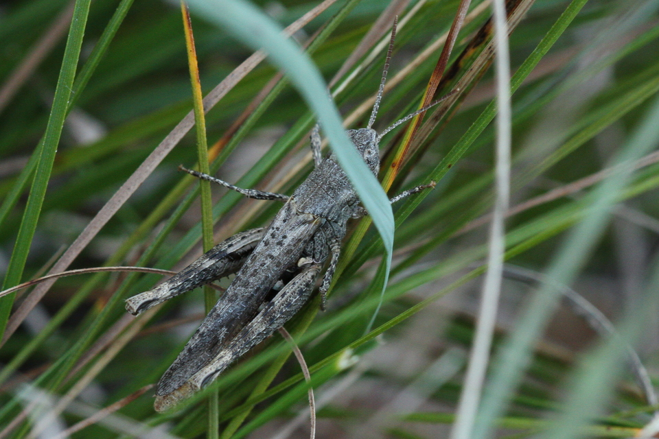 Chorthippus mollis - halk tarlósáska
