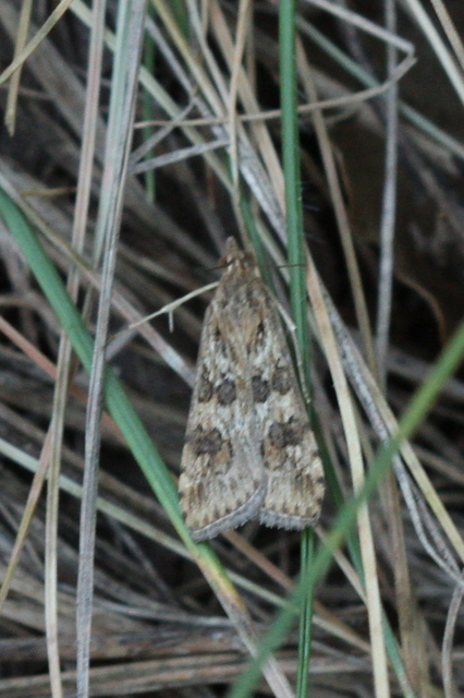 Nomophila noctuella - közönséges vándormoly