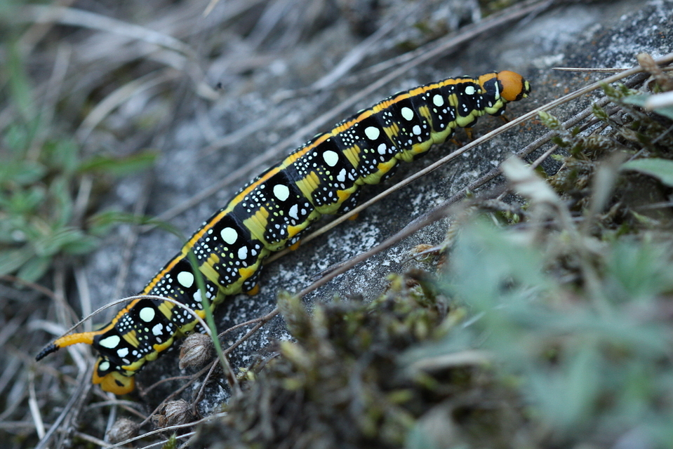 Hyles euphorbiae - kutyatejszender