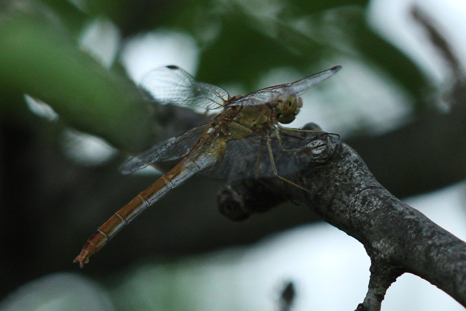 Sympetrum meridionale - fakó katona-szitakötő