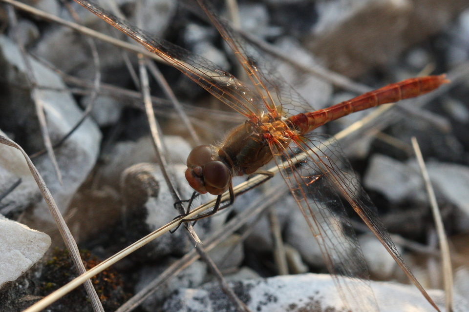 Sympetrum meridionale - fakó katona-szitakötő