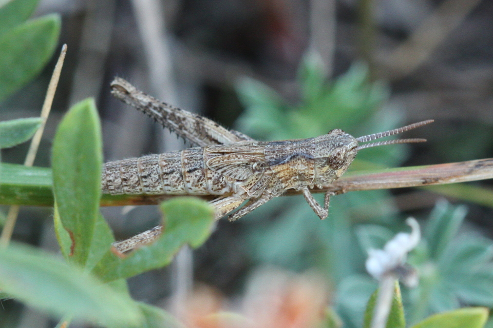 Chorthippus (Glyptobothrus) (subgenus)